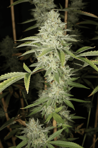 Cyanide (Kernel PuTang x Chemdog 91) 7 Feminized Seeds