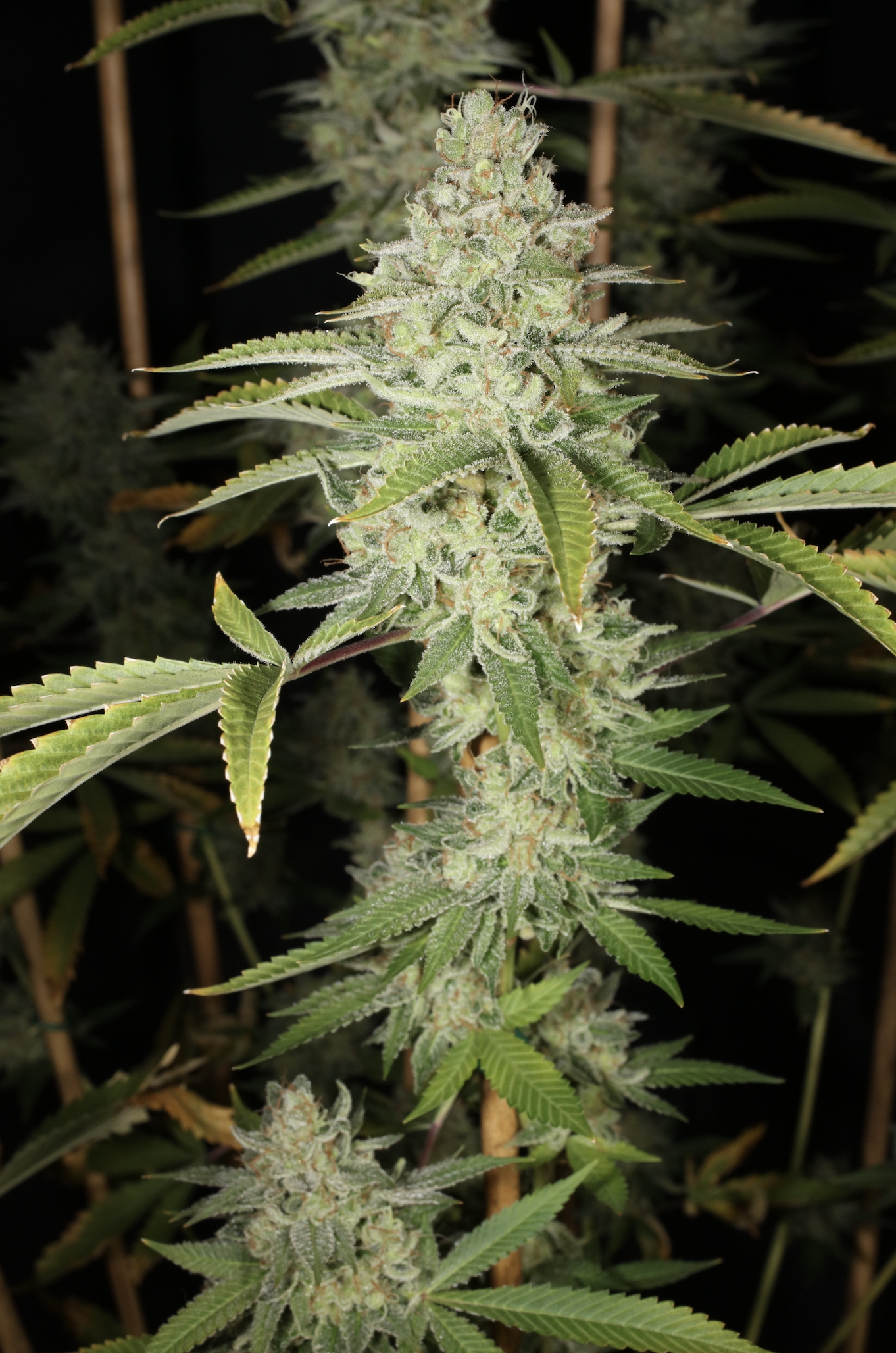 Cyanide (Kernel PuTang x Chemdog 91) 7 Feminized Seeds