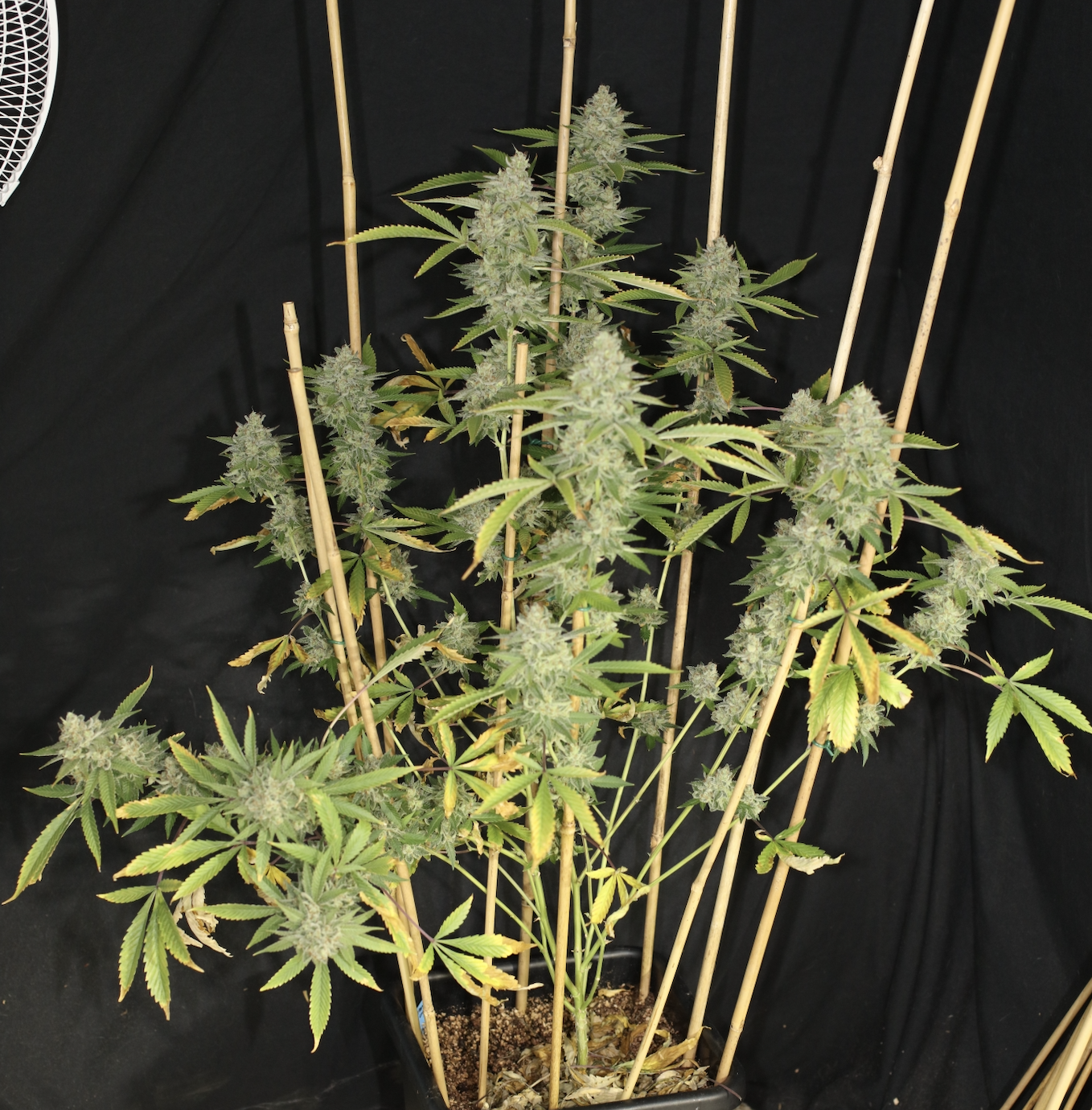Cyanide (Kernel PuTang x Chemdog 91) 7 Feminized Seeds - Image 2