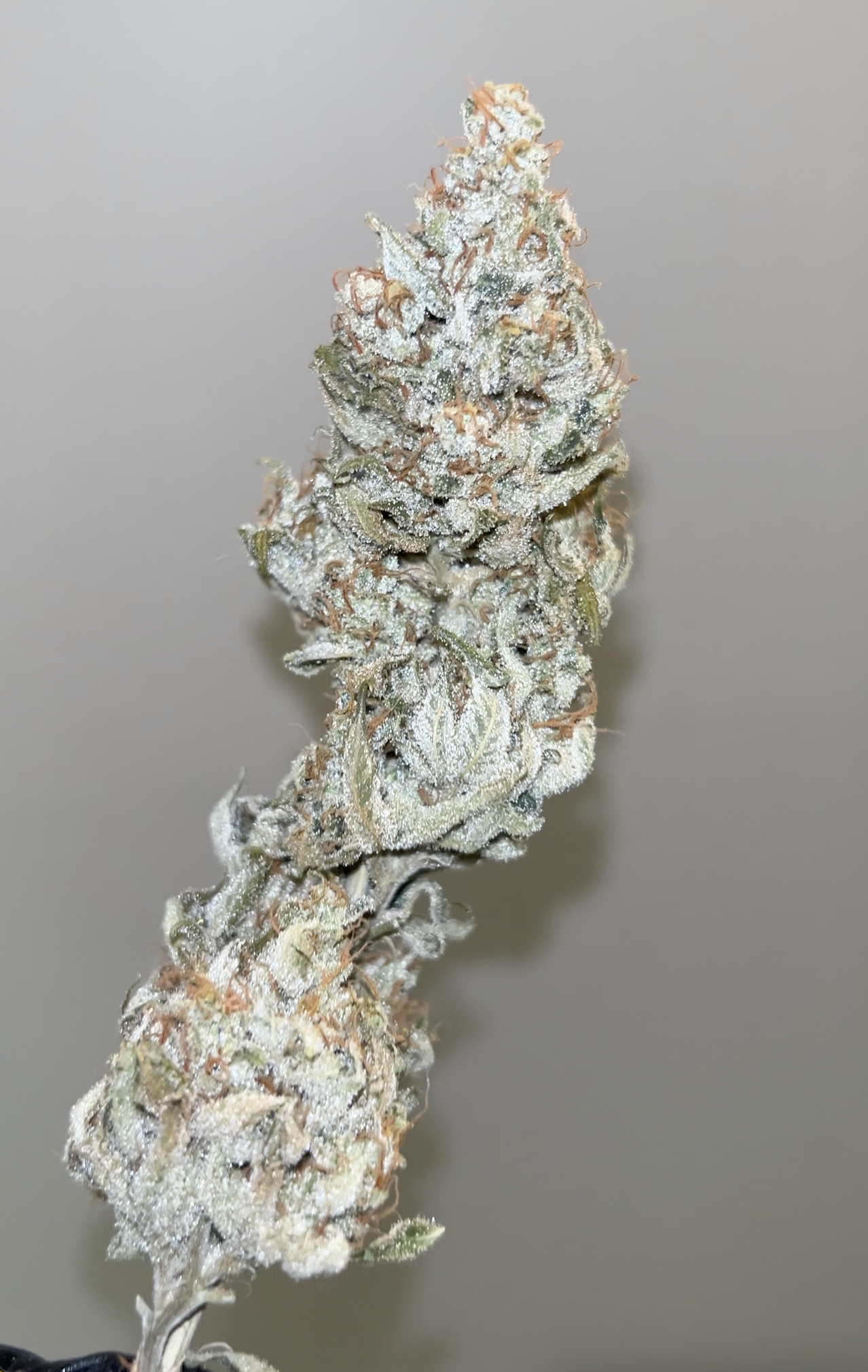 Cyanide (Kernel PuTang x Chemdog 91) 7 Feminized Seeds - Image 3