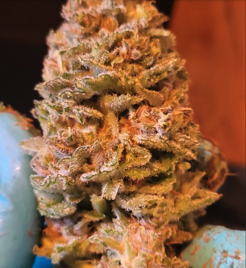 Dancing Lime F1 (Baja Blast x Chernobyl) 10 Regular Seeds - Image 8
