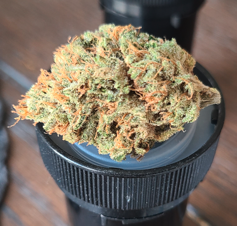 Dancing Lime F1 (Baja Blast x Chernobyl) 10 Regular Seeds - Image 10