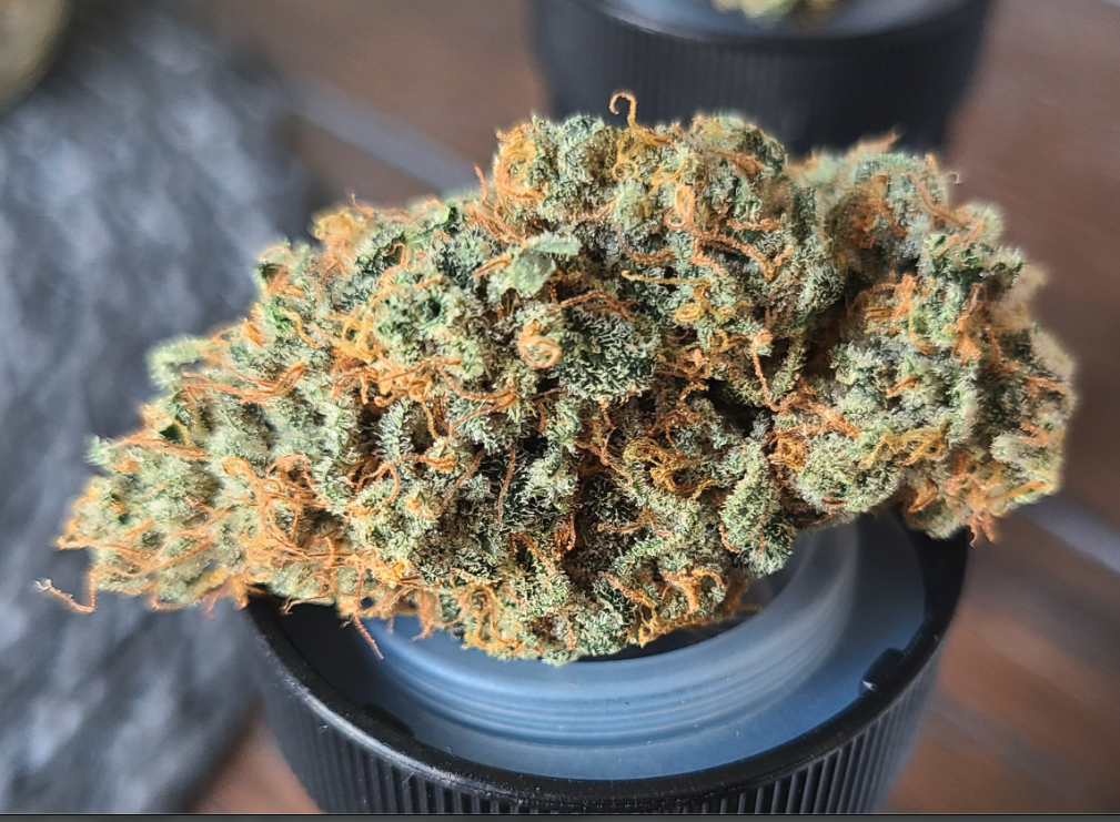 Dancing Lime F1 (Baja Blast x Chernobyl) 10 Regular Seeds - Image 9