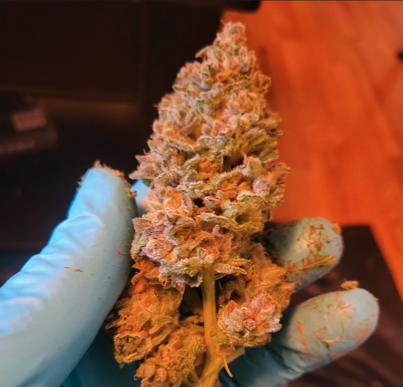 Dancing Lime F1 (Baja Blast x Chernobyl) 10 Regular Seeds - Image 7