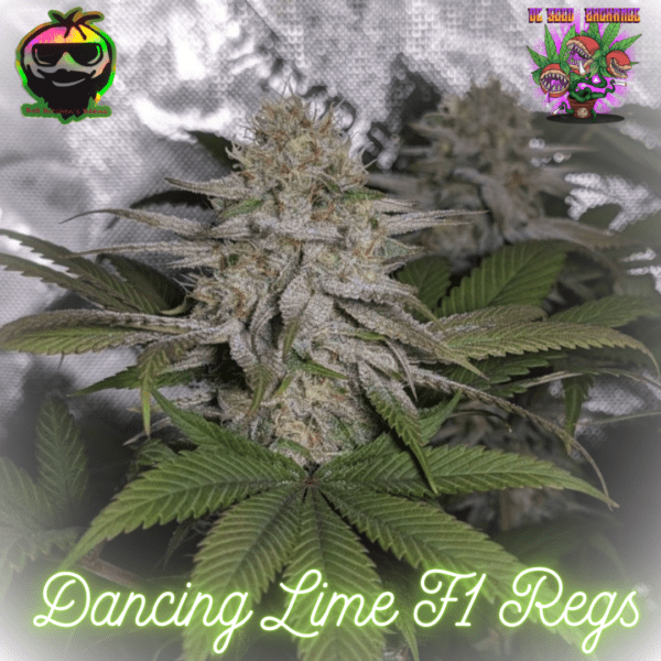 Dancing Lime F1 10 Regular Seeds