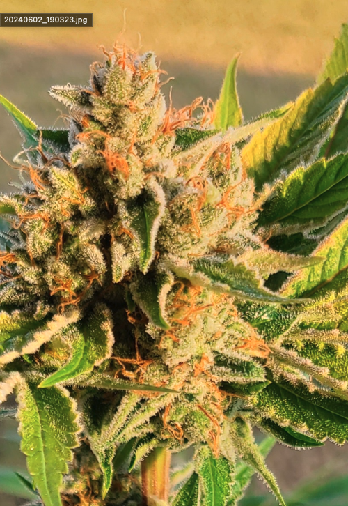 Dancing Lime F1 (Baja Blast x Chernobyl) 10 Regular Seeds - Image 6