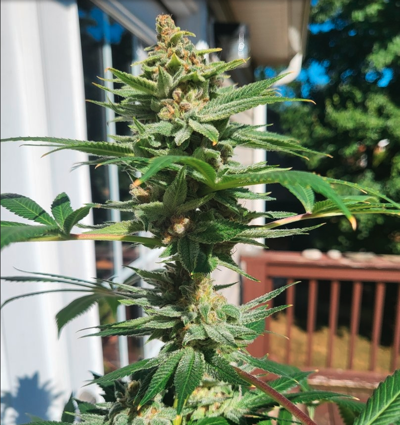 Dancing Lime F1 (Baja Blast x Chernobyl) 10 Regular Seeds - Image 3