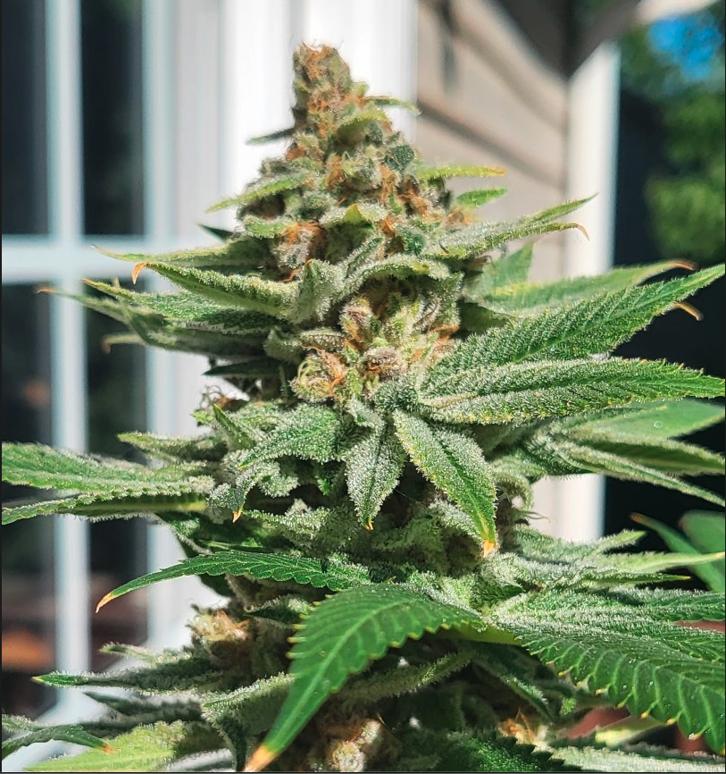 Dancing Lime F1 (Baja Blast x Chernobyl) 10 Regular Seeds - Image 2