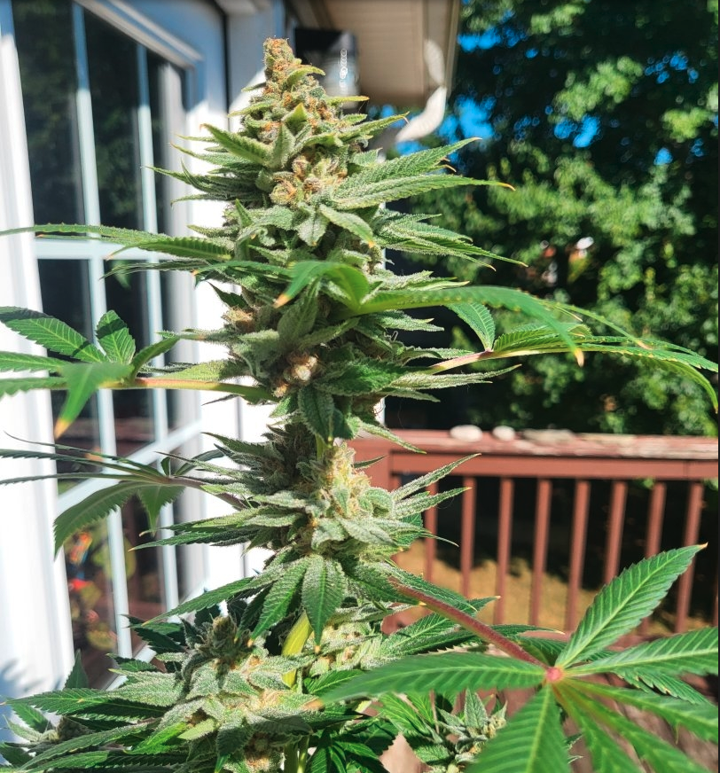 Dancing Lime F1 (Baja Blast x Chernobyl) 10 Regular Seeds - Image 4