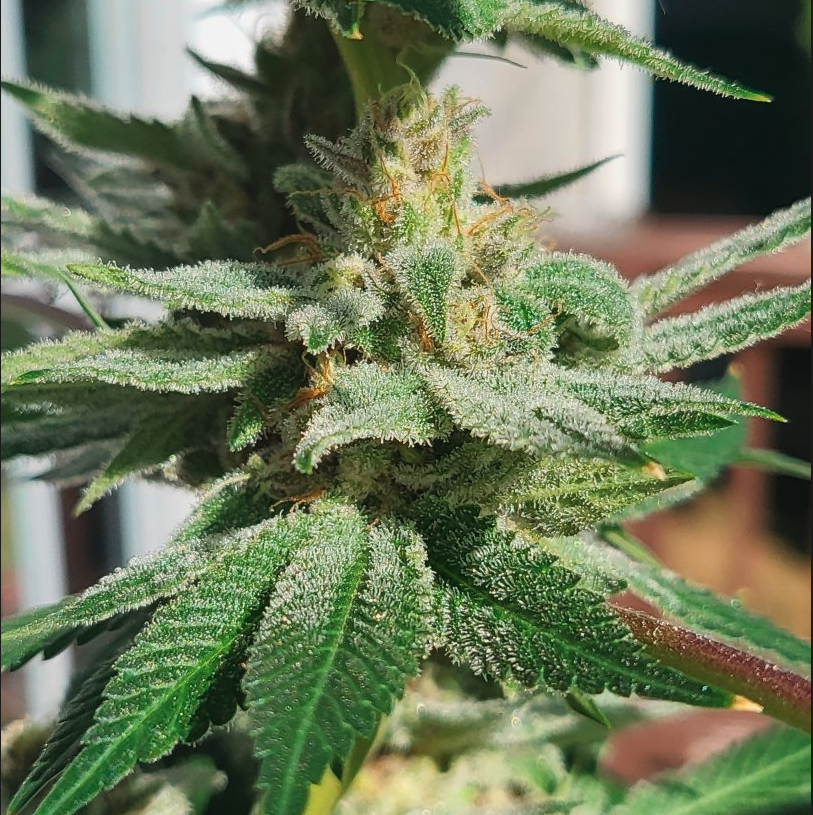 Dancing Lime F1 (Baja Blast x Chernobyl) 10 Regular Seeds - Image 5