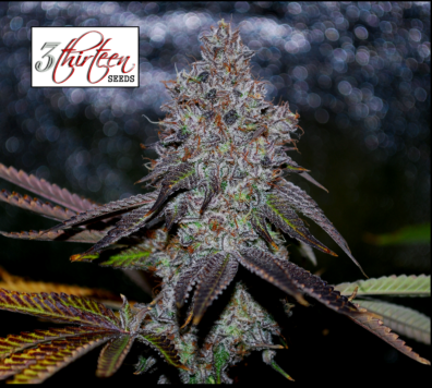 Glueberry Hashplant F1 (Blueberry Hashplant x Monkey Juice BX1) 7 Feminized Seeds