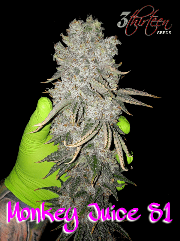 Monkey Juice S1 (Gorilla Glue #4 x Mimosa) 7 Feminized Seeds - Image 3