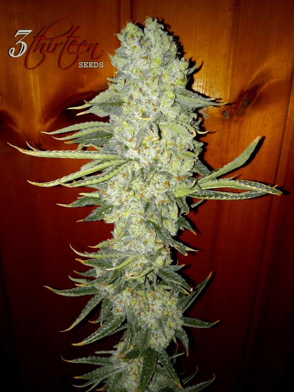 Monkey Juice S1 (Gorilla Glue #4 x Mimosa) 7 Feminized Seeds