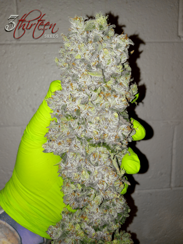 Monkey Juice S1 (Gorilla Glue #4 x Mimosa) 7 Feminized Seeds - Image 2