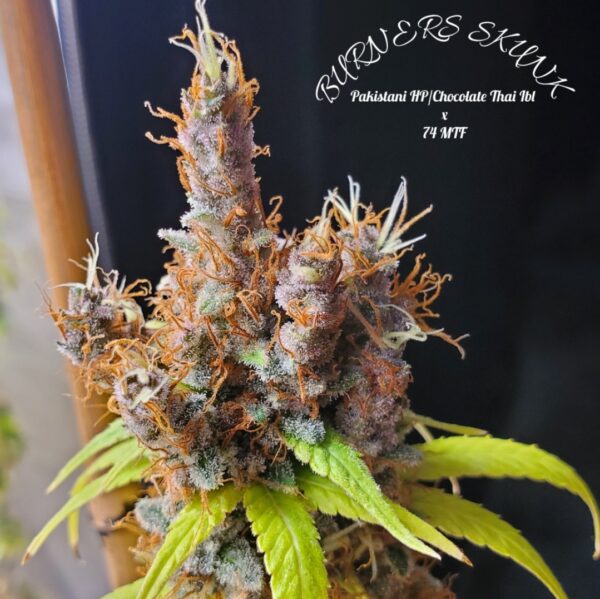 Burners Skunk Logo