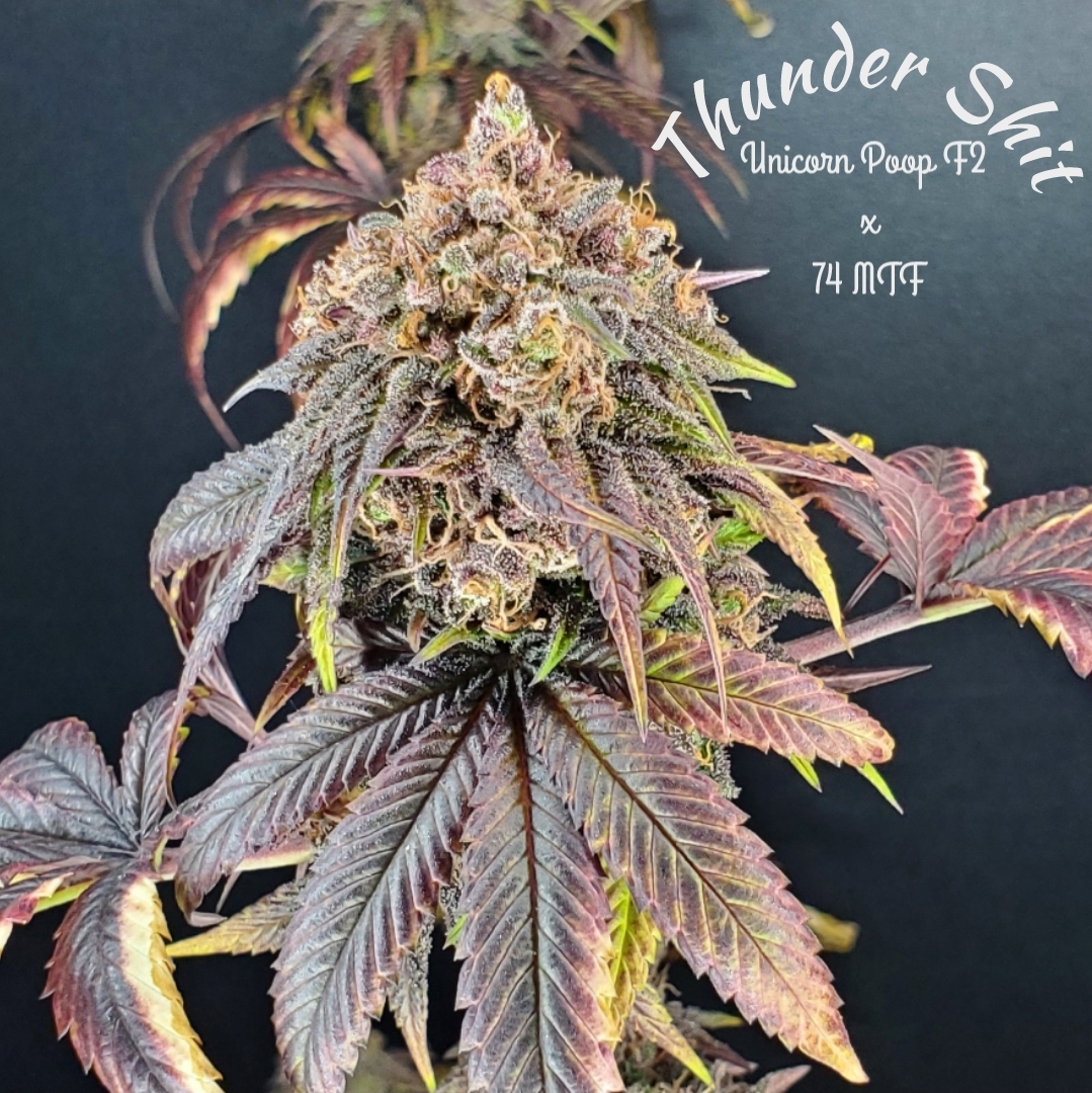 Thunder Sh*t F1 (Unicorn Poop F2 x 74 MTF) 10 Regular Seeds