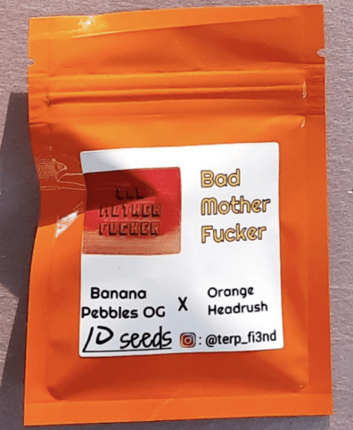 Terp Fi3nd Bad Mother F*cker 10 Regular Seeds