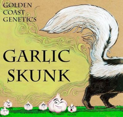Garlic Skunk S1 6 Feminized Seeds