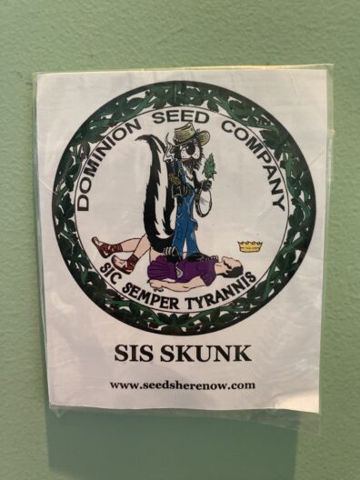 Dominion Seed Company Sis Sunk 10 Regular Seeds