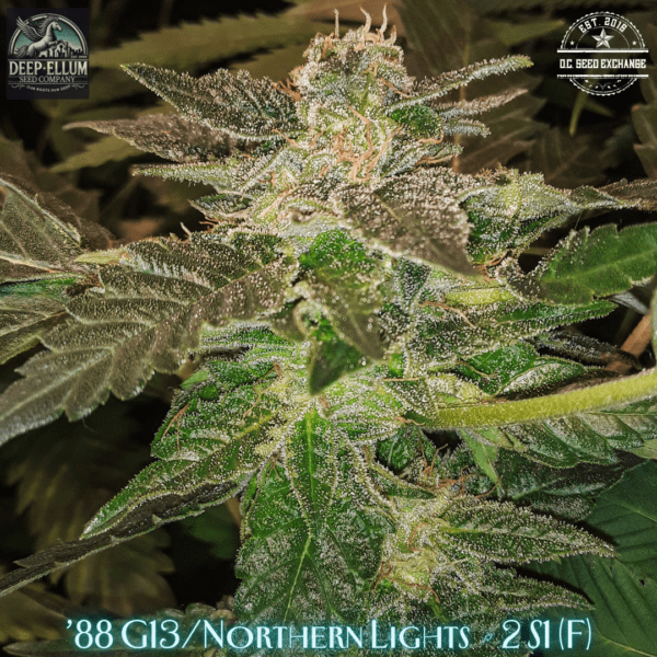 '88 G13/Northern Lights #2 S1 6 Feminized Seeds