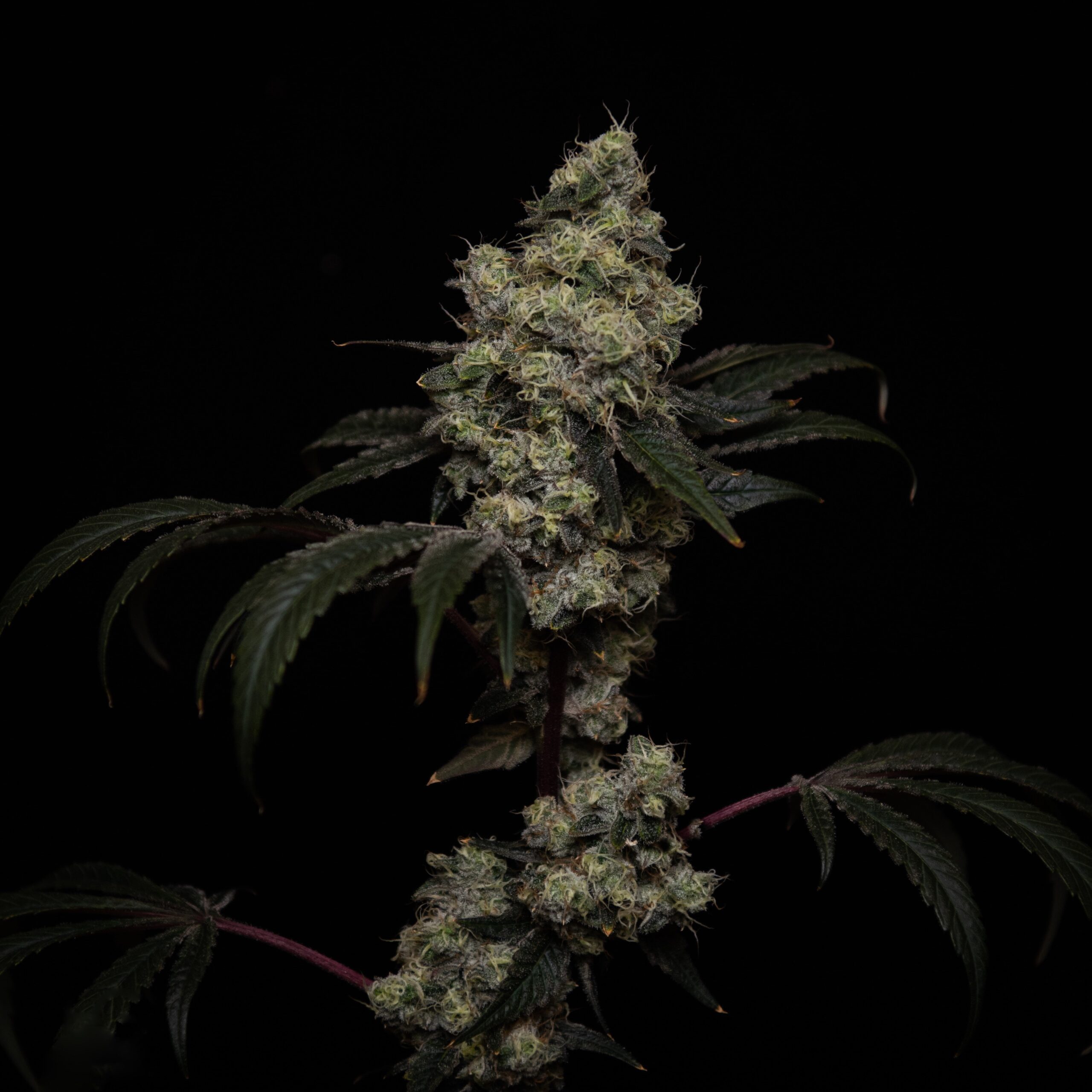 Apple Burger (Fried Applez #2 x Cherry Burger #2) 10 Regular Seeds