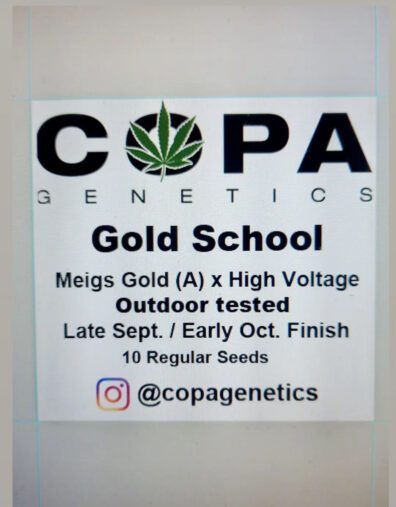 Gold School F1 (Meigs Gold × High Voltage) 10 Regular Seeds