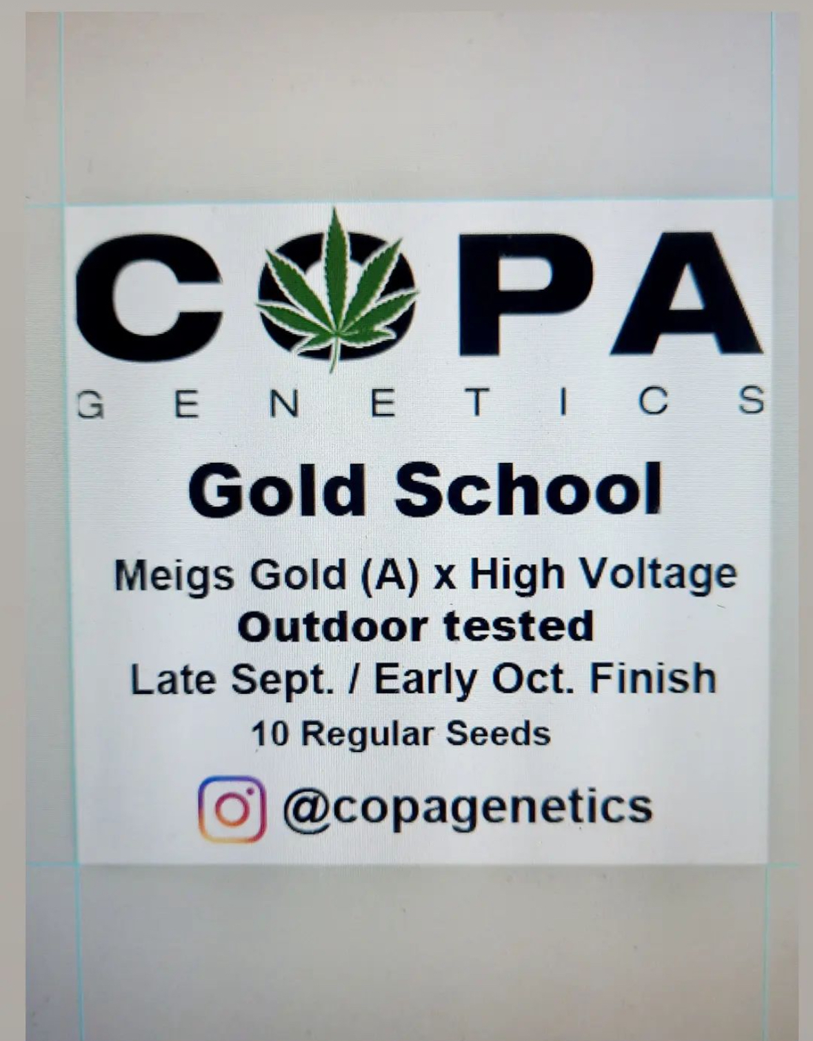 Gold School F1 (Meigs Gold × High Voltage) 10 Regular Seeds