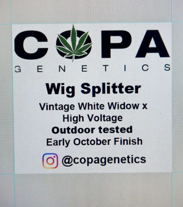 Wig Splitter F1 (Vintage White Widow x High Voltage) 10 Regular Seeds - Image 3