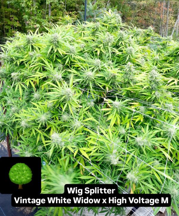 Wig Splitter F1 (Vintage White Widow x High Voltage) 10 Regular Seeds - Image 2
