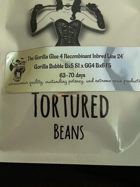 Gorilla Glue #4 Recombinant Inbred Line 30 Regular Seeds - Image 6