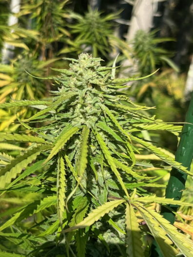 Wig Splitter F1 (Vintage White Widow x High Voltage) 10 Regular Seeds