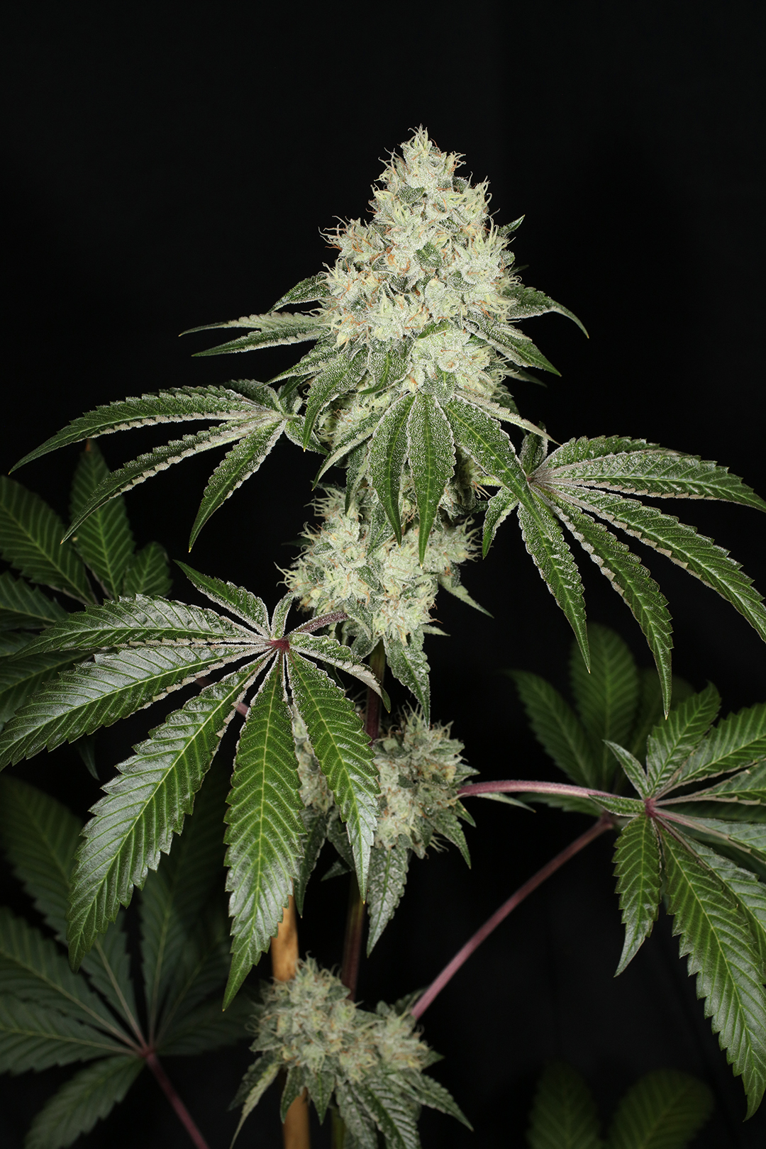 Triangle Kush Bx2 13 Regular Seeds - Image 5