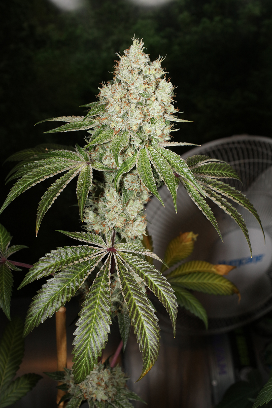 Triangle Kush Bx2 13 Regular Seeds - Image 6