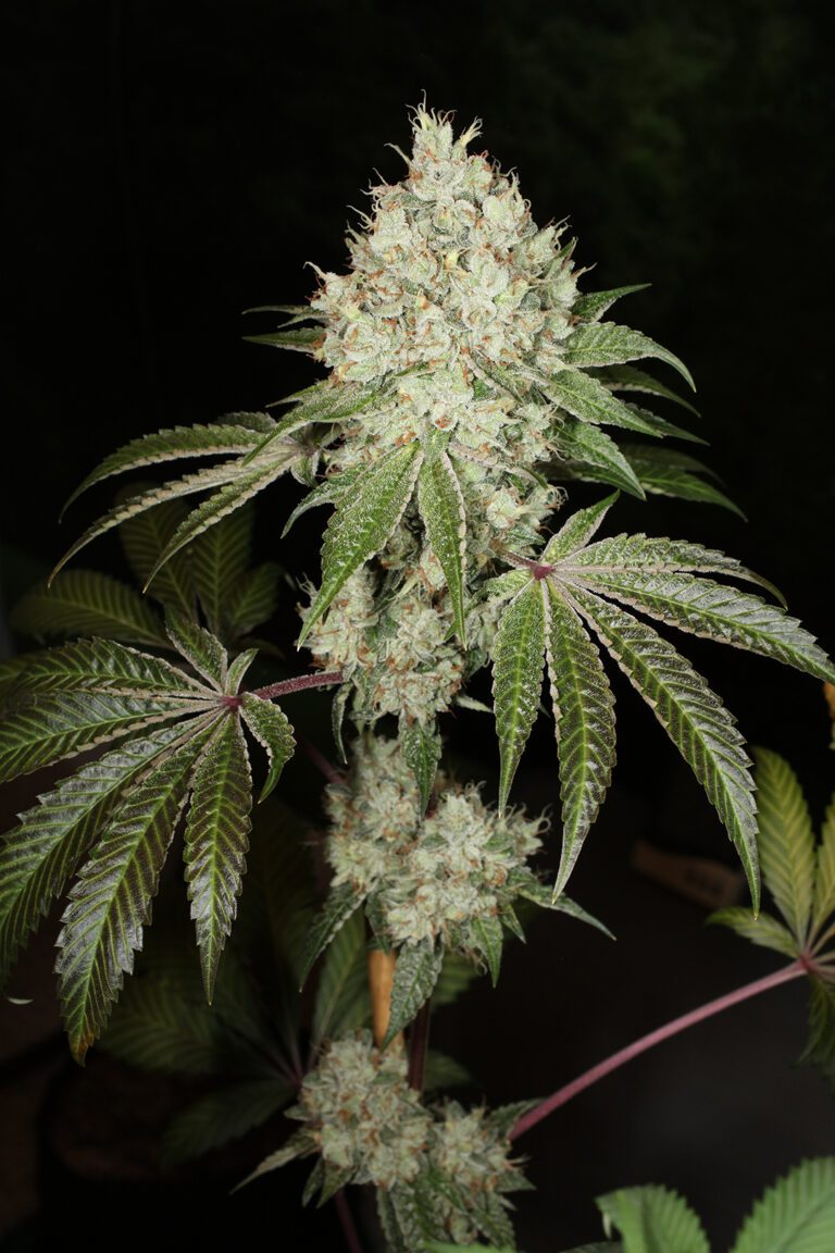 Triangle Kush Bx2 13 Regular Seeds DCSE