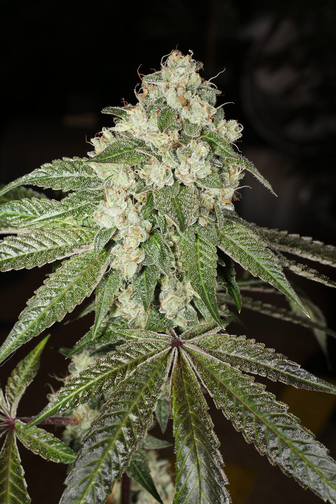 Triangle Kush Bx2 13 Regular Seeds - Image 7