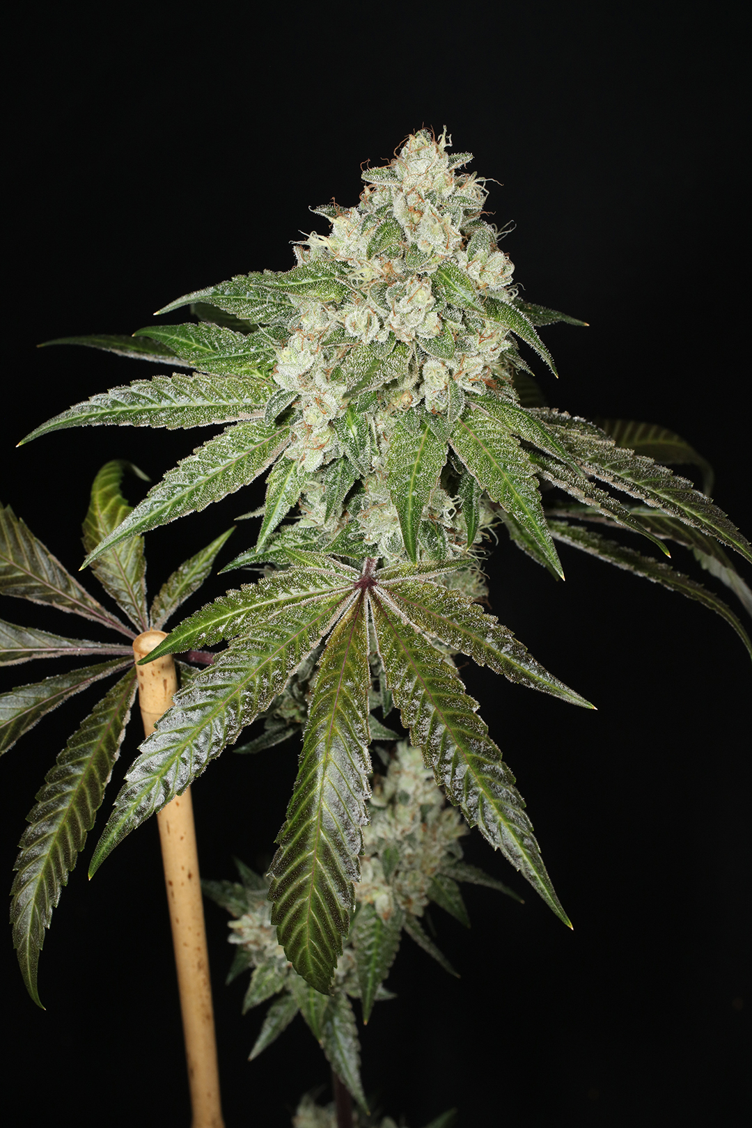 Triangle Kush Bx2 13 Regular Seeds - Image 8