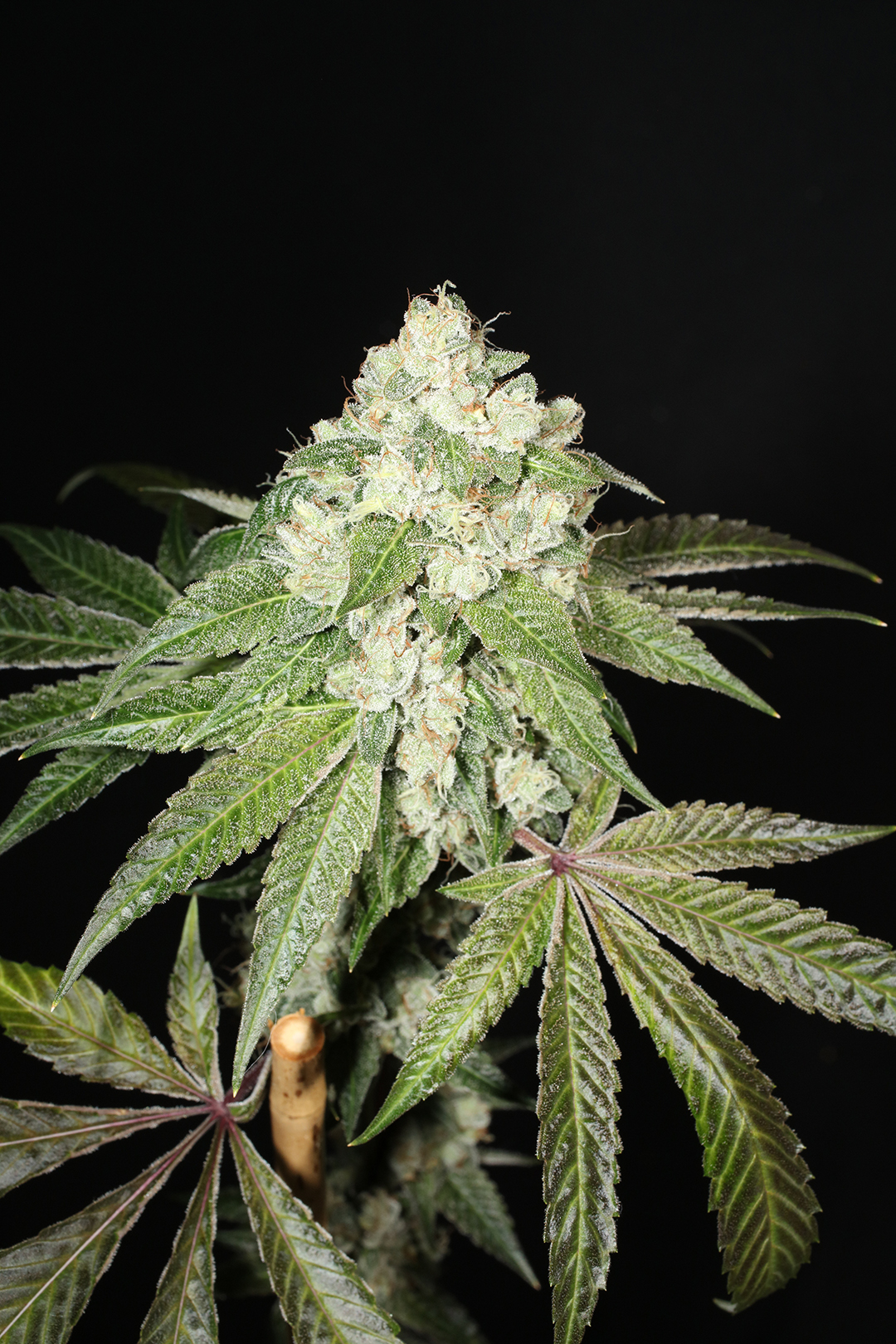 Triangle Kush Bx2 13 Regular Seeds - Image 9
