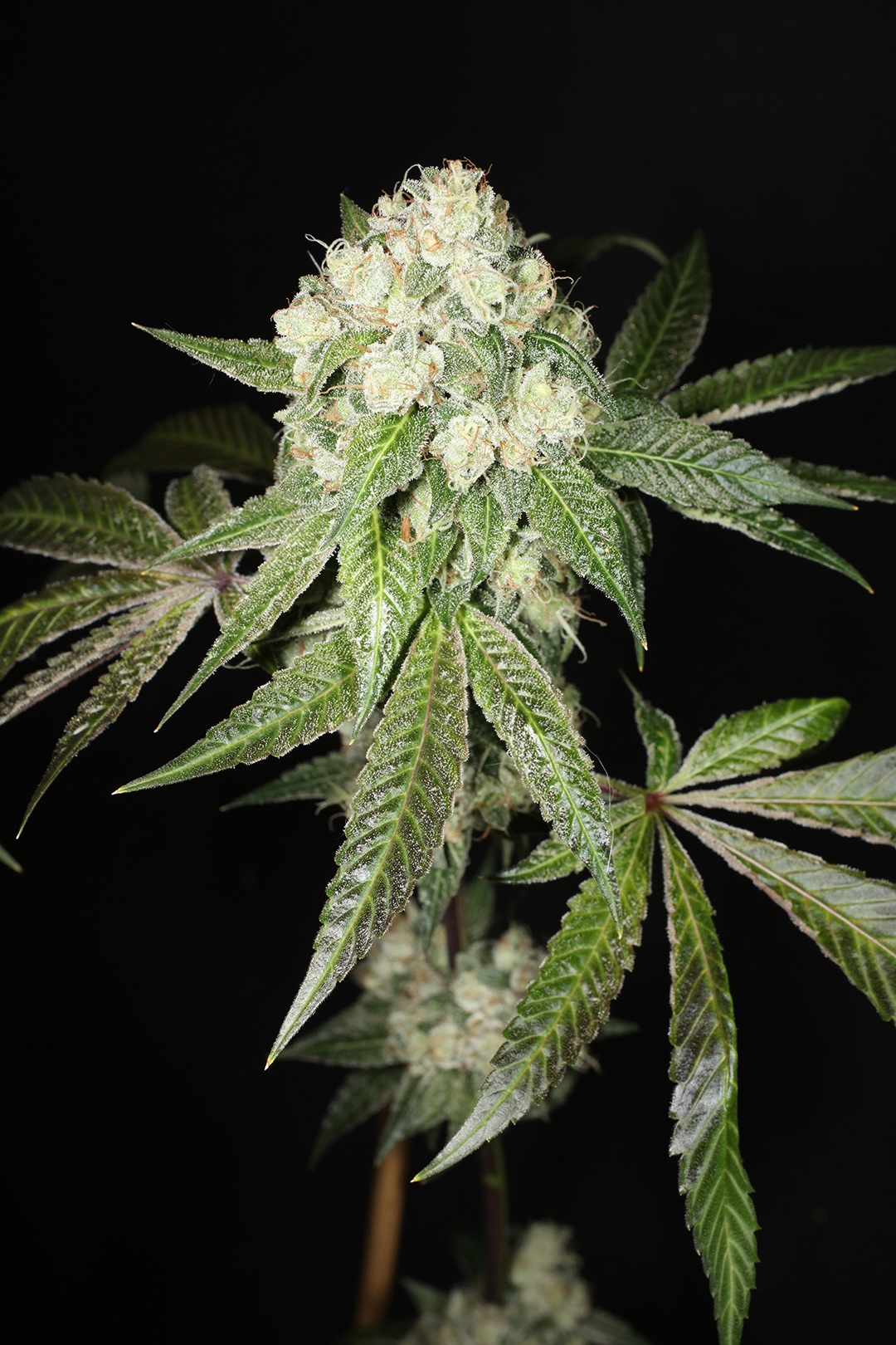 Triangle Kush Bx2 13 Regular Seeds - Image 10