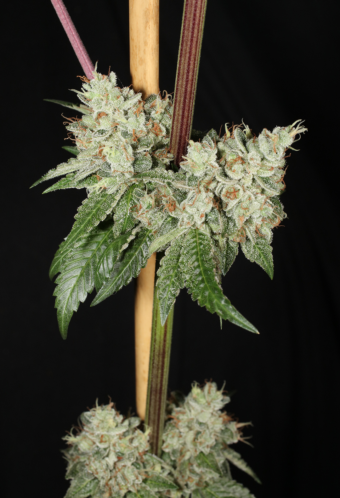 Triangle Kush Bx2 13 Regular Seeds - Image 11
