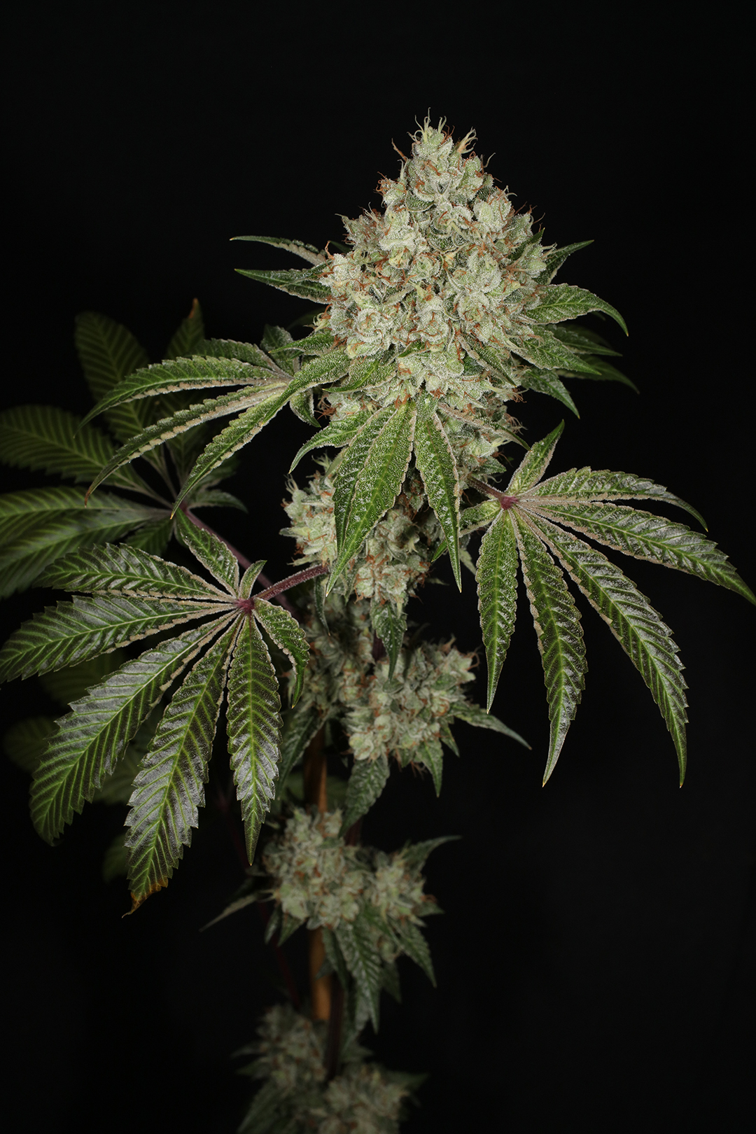 Triangle Kush Bx2 13 Regular Seeds - Image 13