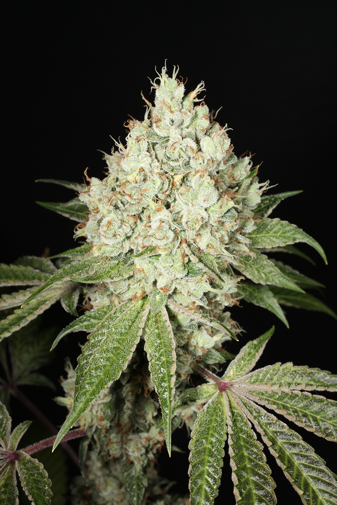 Triangle Kush Bx2 13 Regular Seeds - Image 15
