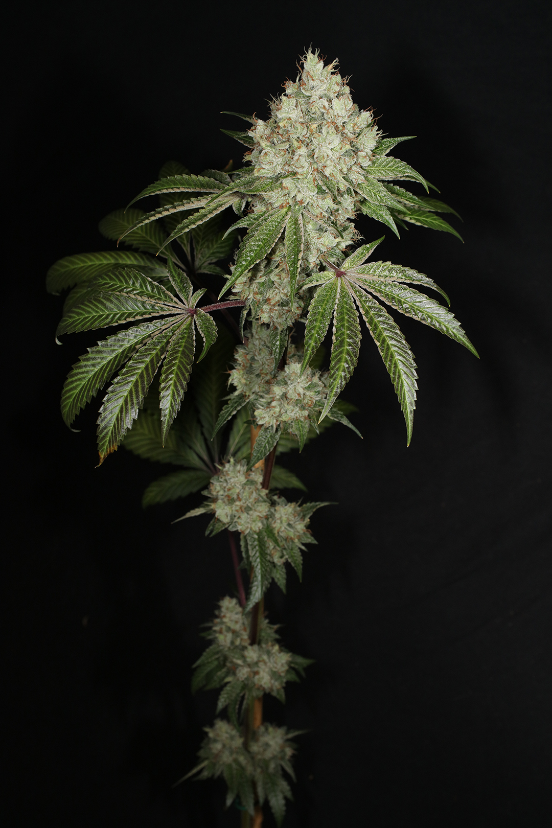Triangle Kush Bx2 13 Regular Seeds - Image 3