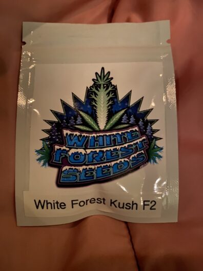 White Forest Seeds White Forest Kush F2 6 Feminized Seeds