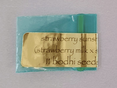 Bodhi Seeds Strawberry Sunshine 11 Regular Seeds