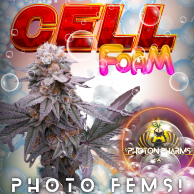 Cell Foam F1 (Bubble Bath F3 x Suge White S2) 5 Feminized Photoperiod Seeds