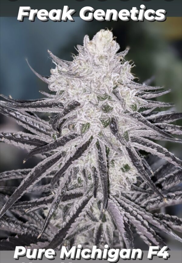 Freak Genetics Pure Michigan F4 5 Regular Seeds - Image 2