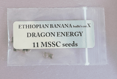 Magic Spirit Seed Co Ethiopian Banana x Dragon Energy 11 Regular Seeds