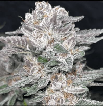 Mind Reaper BX1 3 Feminized Seeds