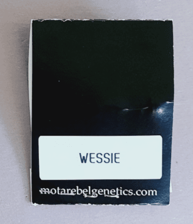 Mota Rebel Genetics Wessie 10 Regular Seeds