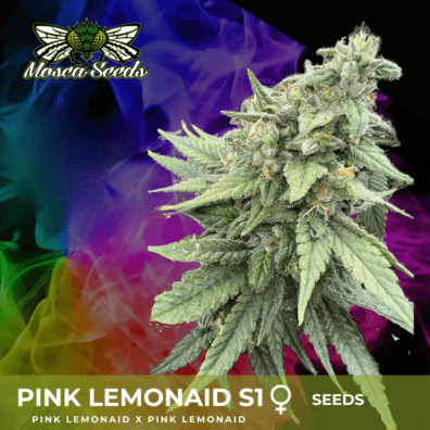 Pink LemonAid S1 3 Feminized Seeds